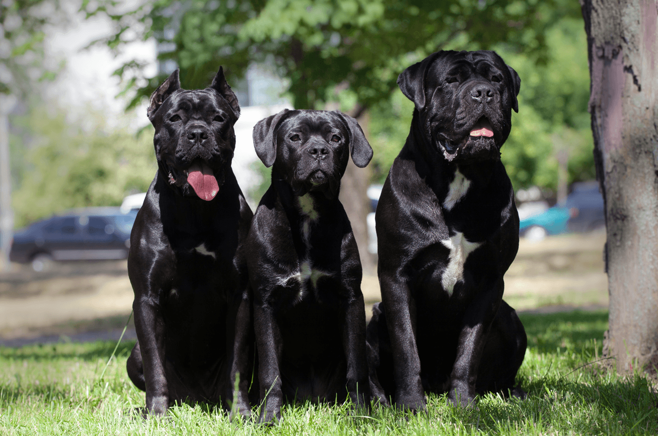 psy cane corso