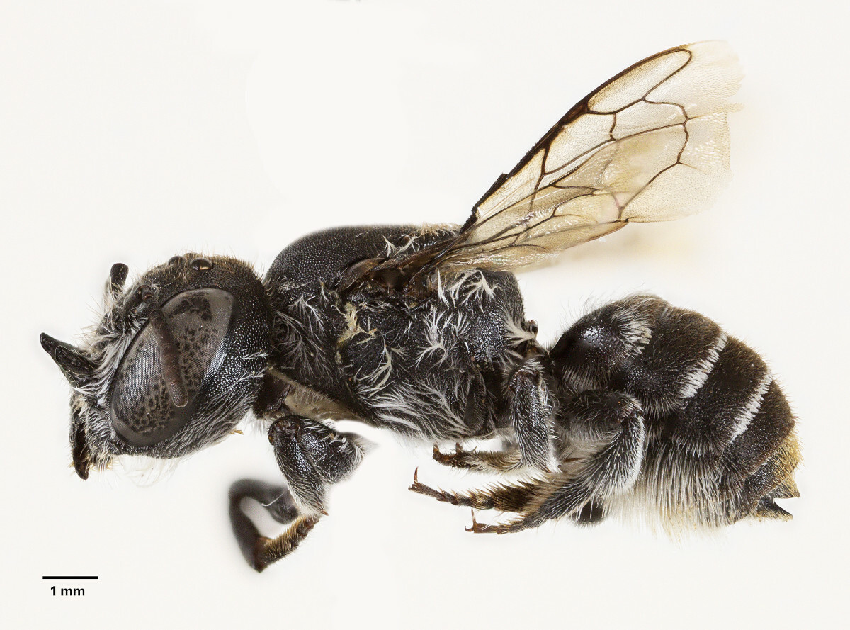 pszczoły Megachile lucifer
