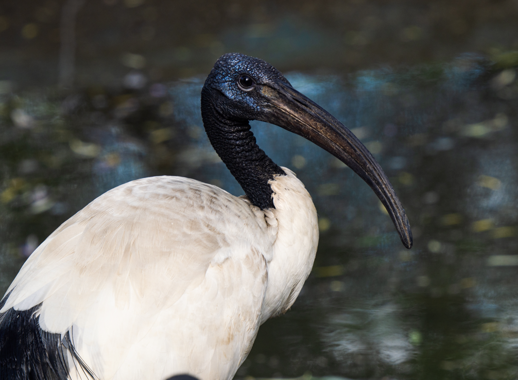 ptak ibis czczony