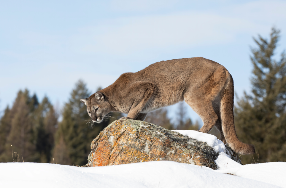 puma na polowaniu