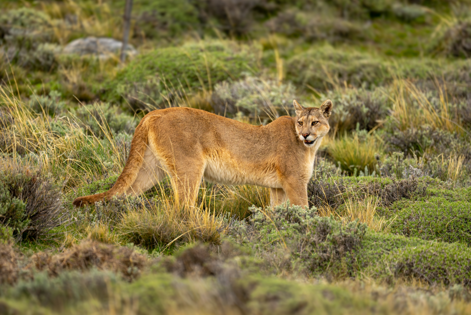 puma, zabójczy drapieżnik