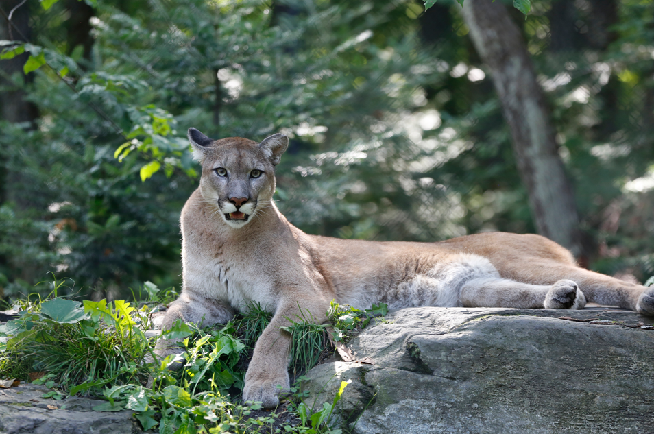puma