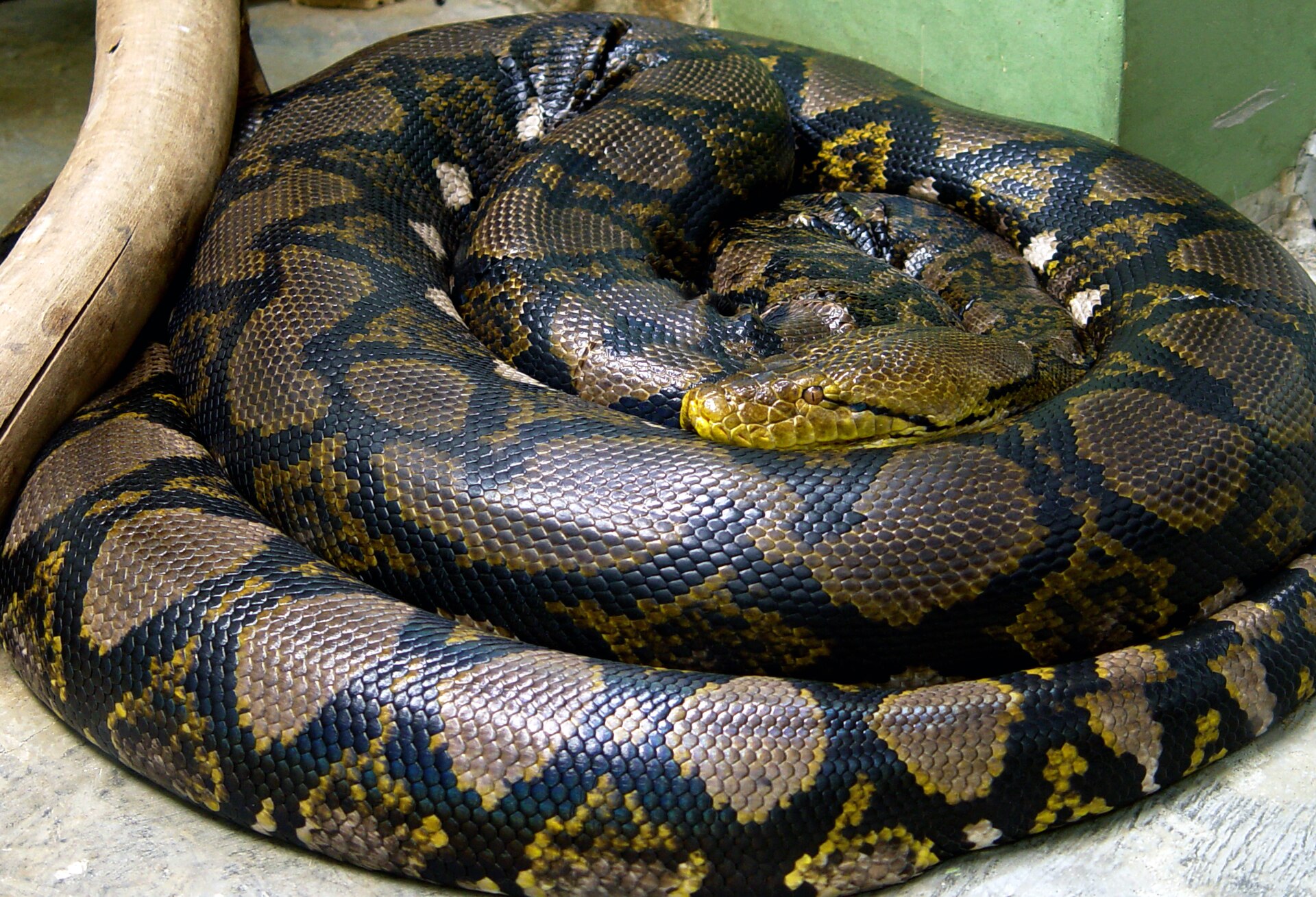 pyton siatkowy Malayopython reticulatus