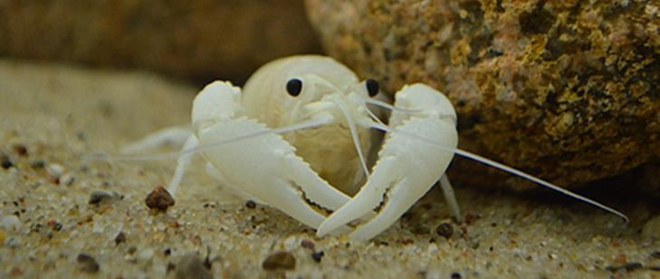 rak luizjański Procambarus clarkii