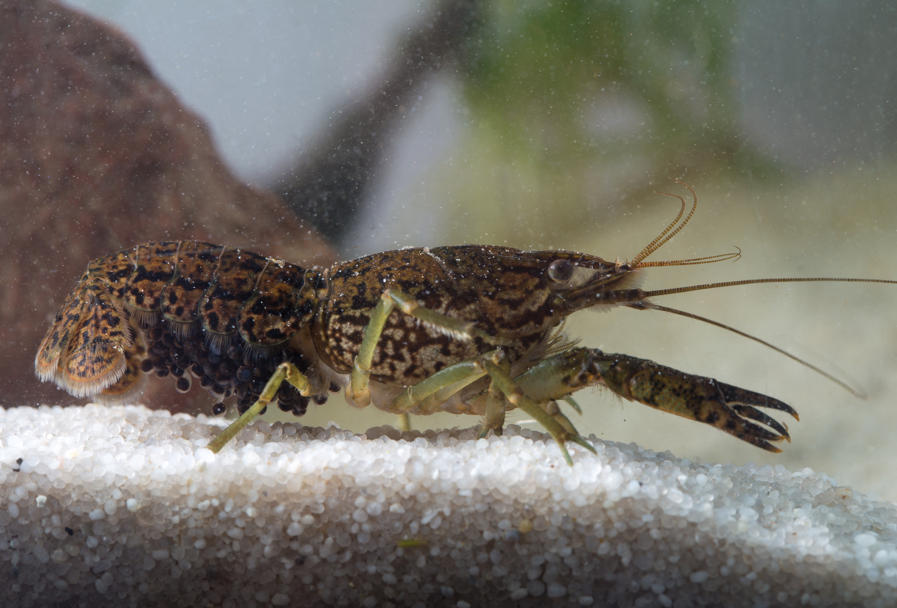rak marmurkowy Procambarus virginalis