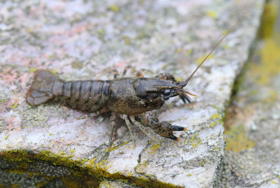 rak pręgowaty Faxonius limosus