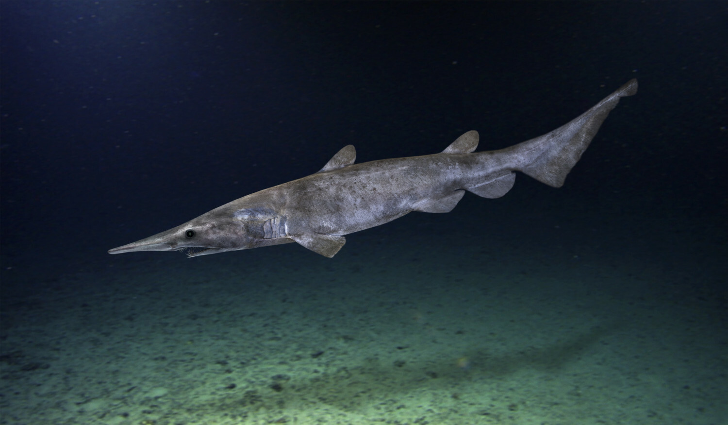 rekin chochlik, Mitsukurina owstoni, Goblin shark