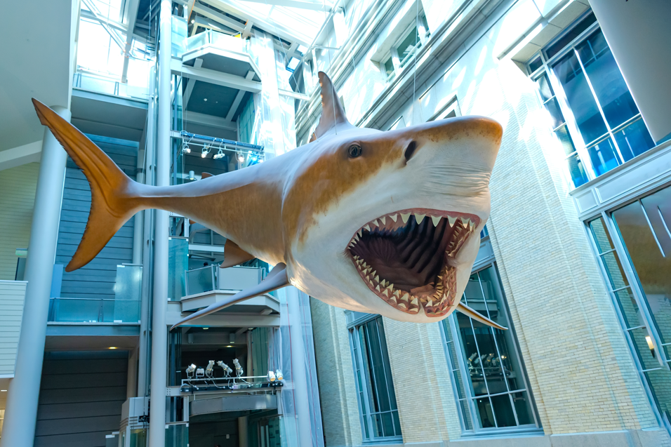 rekin megalodon w Smithsonian Institution's National Museum of Natural History
