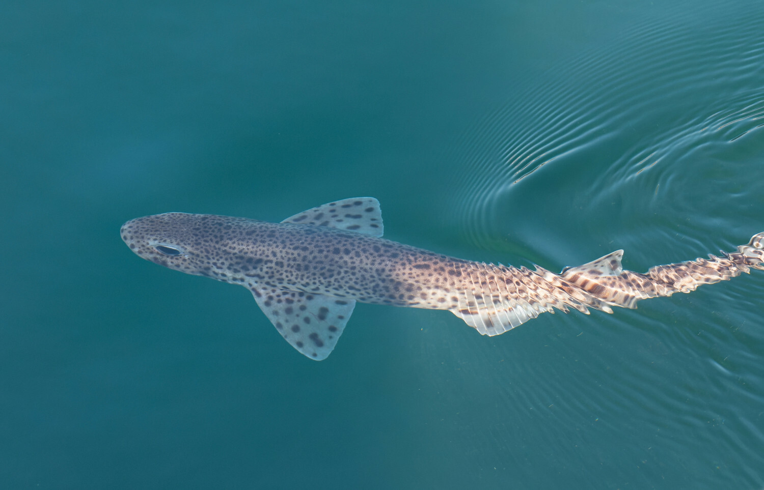 rekin psi Scyliorhinus canicula