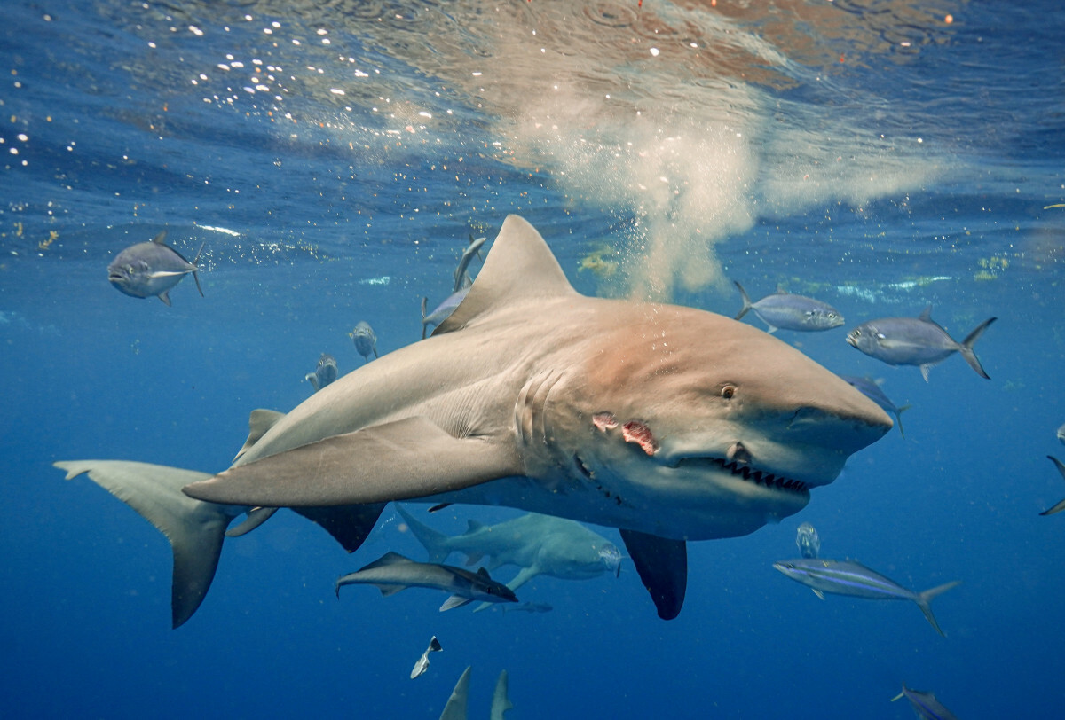 rekiny w Australii, bull shark, żarłacz tępogłowy