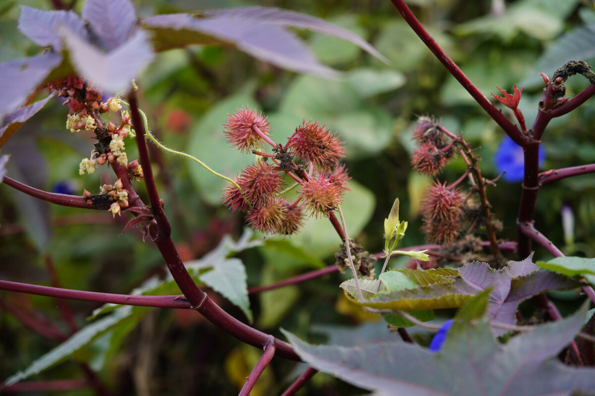 Ricinus communis, rącznik pospolity i zabójcza rycyna
