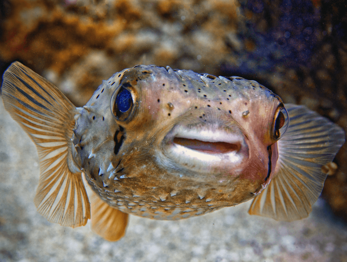 rozdymka, ryba fugu