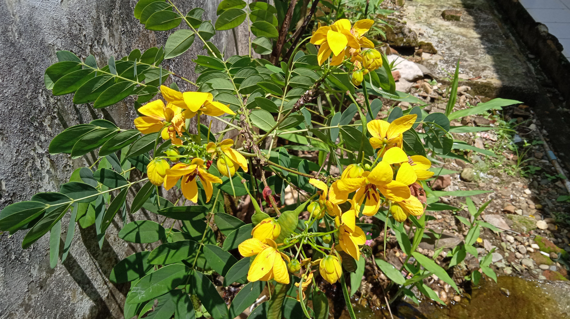 senes senna alexandrina