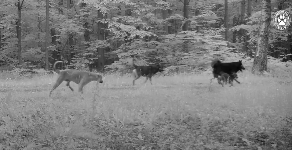 sfora psów w lesie na Mazowszu