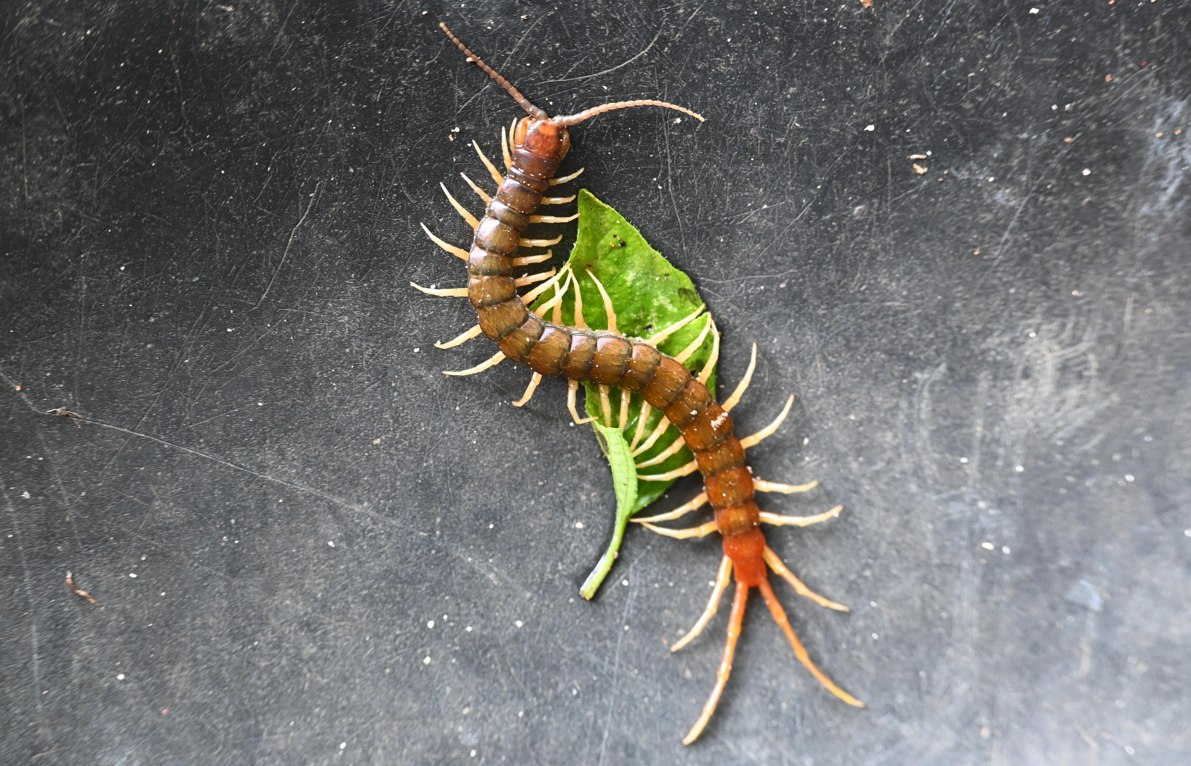 skolopendra olbrzymia