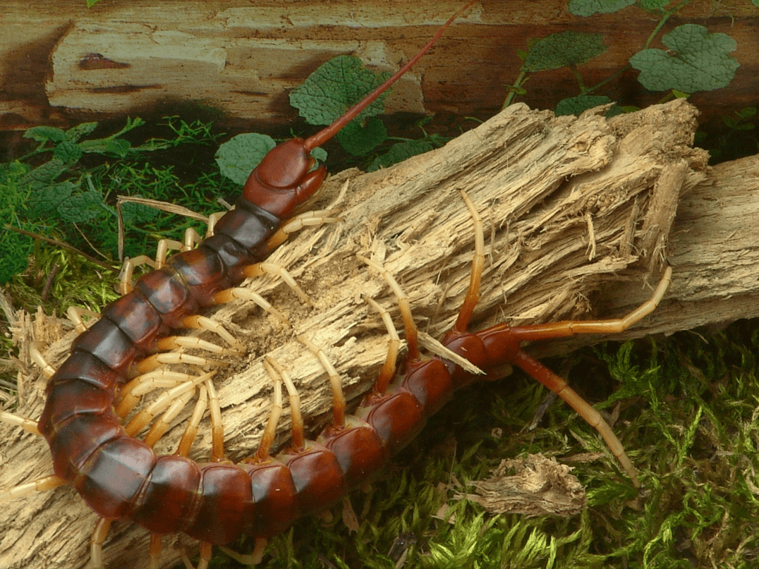 skolopendra Scolopendra gigantea