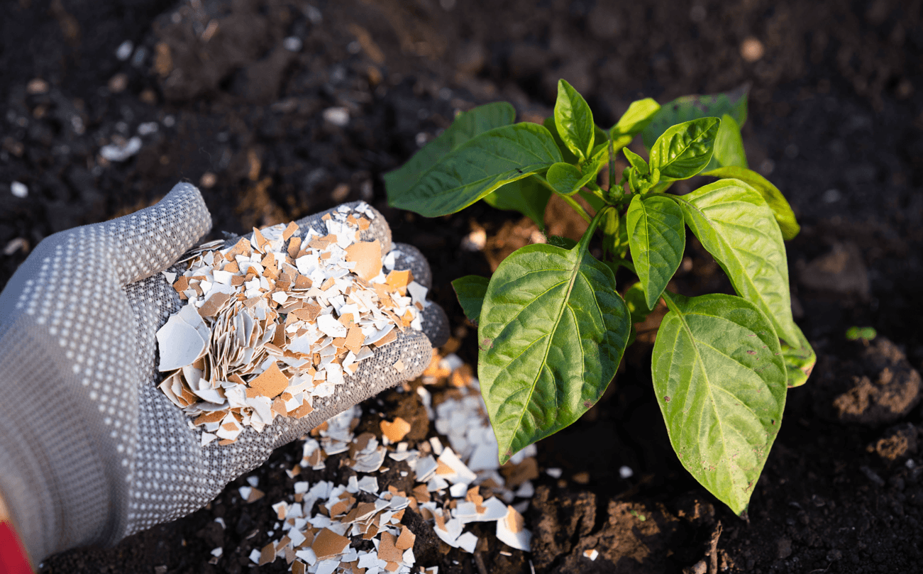 skorupki jaj i sposoby na ślimaki
