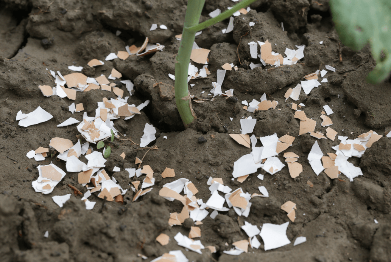 skorupki jaj, sposób na ślimaki w ogrodzie