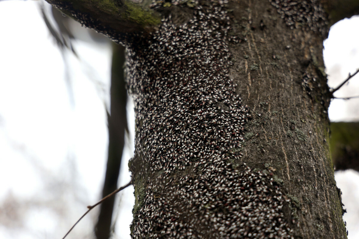 skupieniec lipowy, inwazyjne owady w Polsce