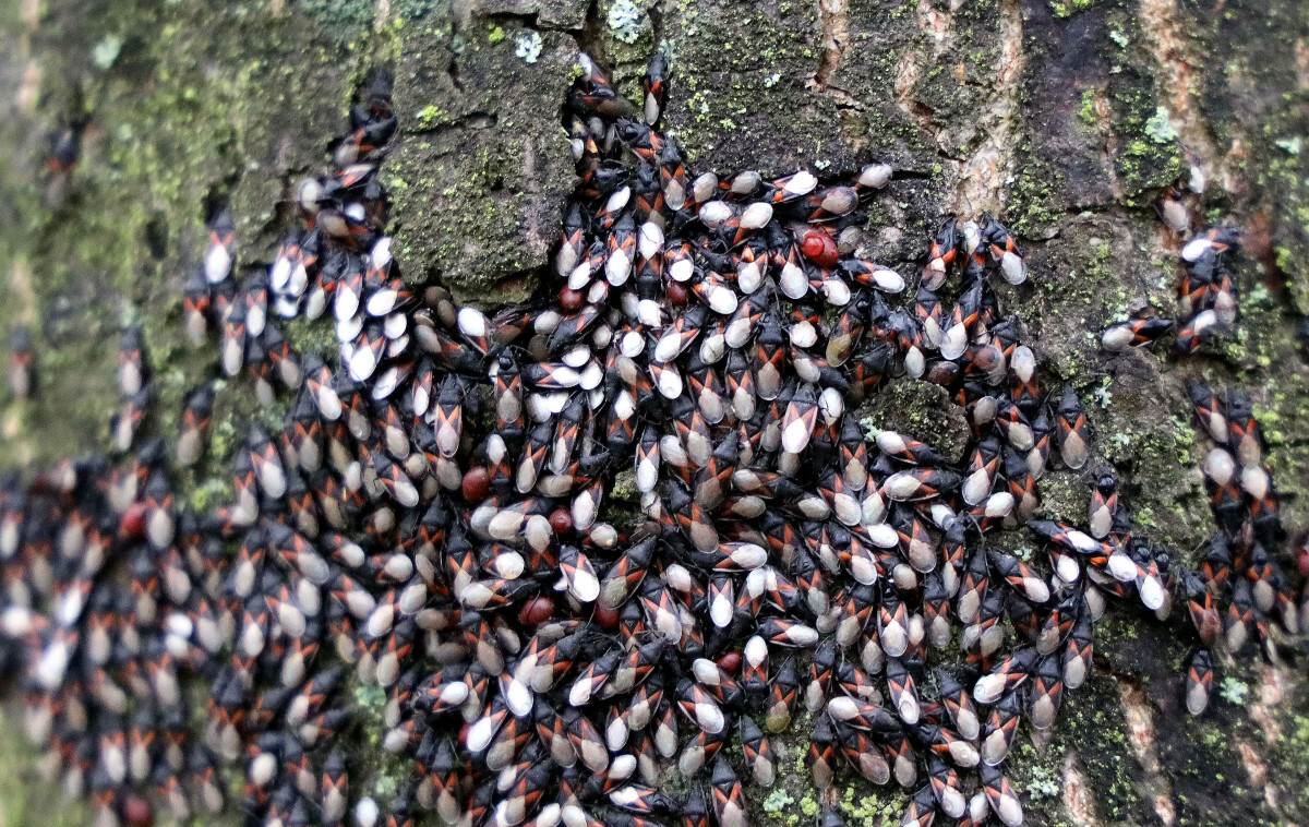 skupieniec lipowy, owady w Polsce