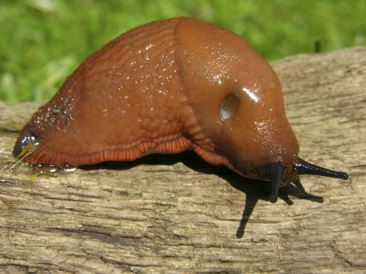 ślimak luzytański Arion lusitanicus