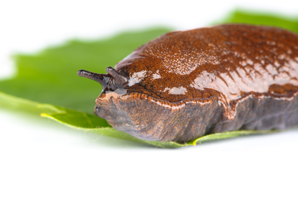 Ślimak ślinik luzytański