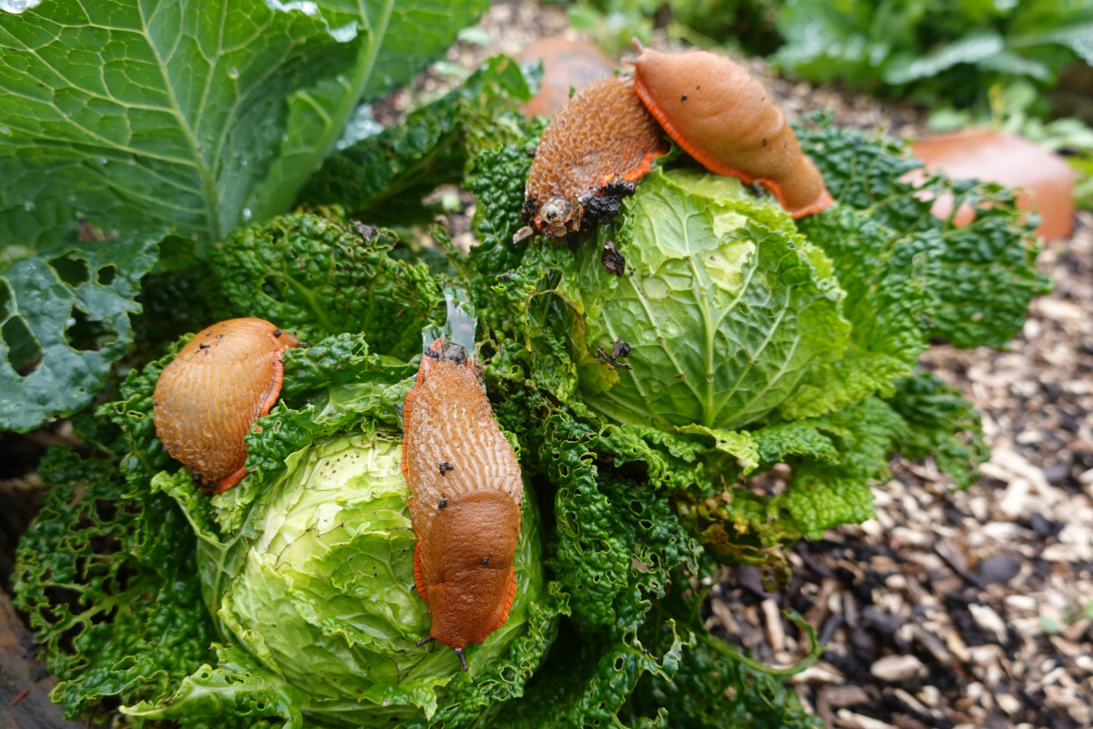ślimaki w ogrodzie