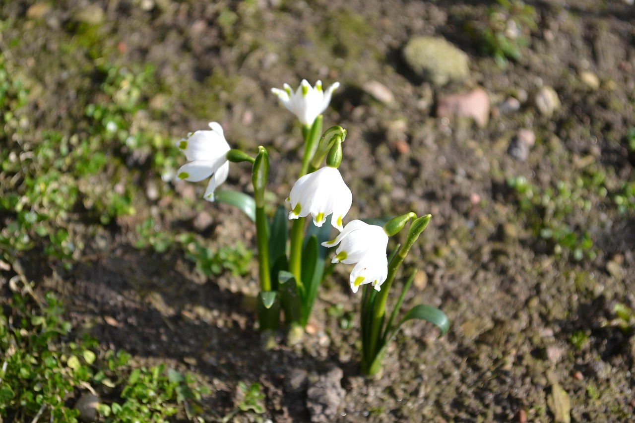 Śnieżyca wiosenna