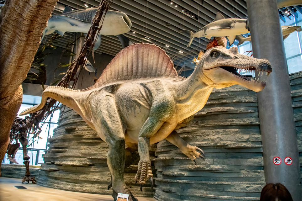 spinozaur, model dinozaura