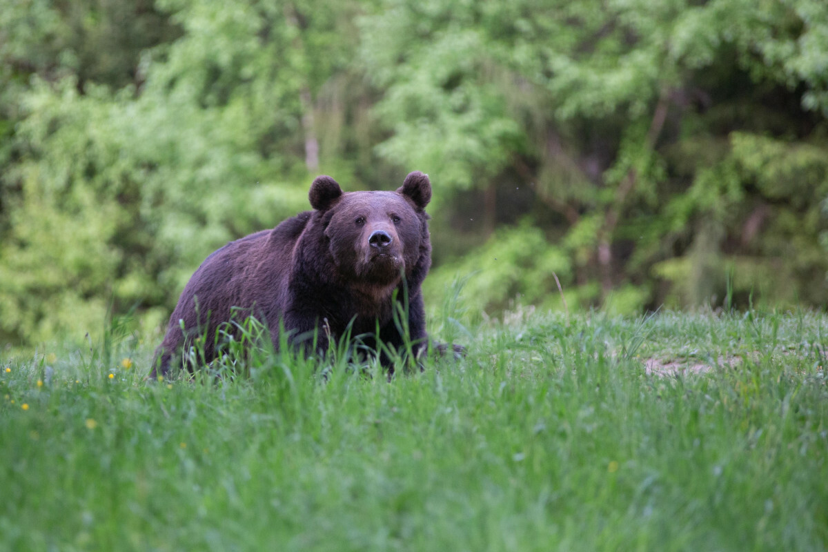 spotkanie z niedźwiedziem