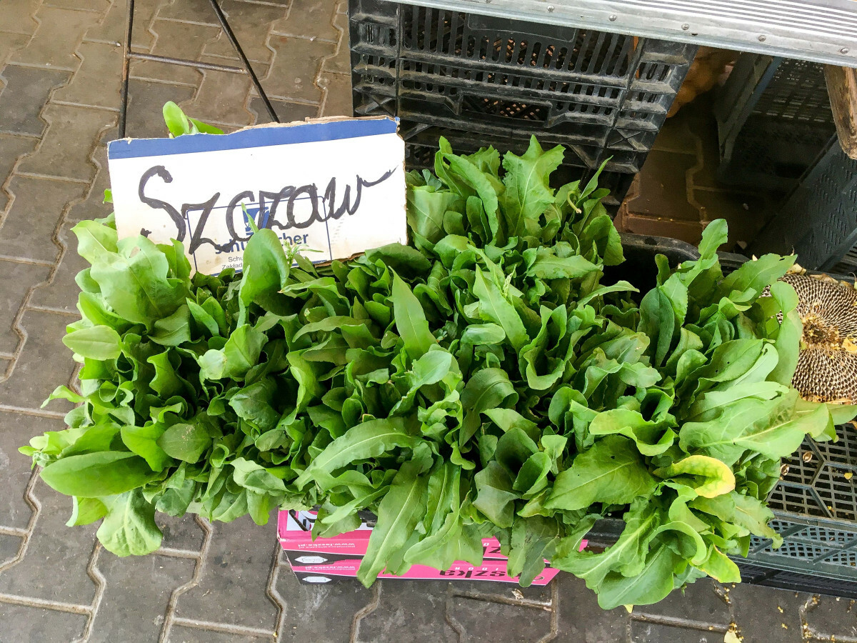 świeży szczaw a zdrowie