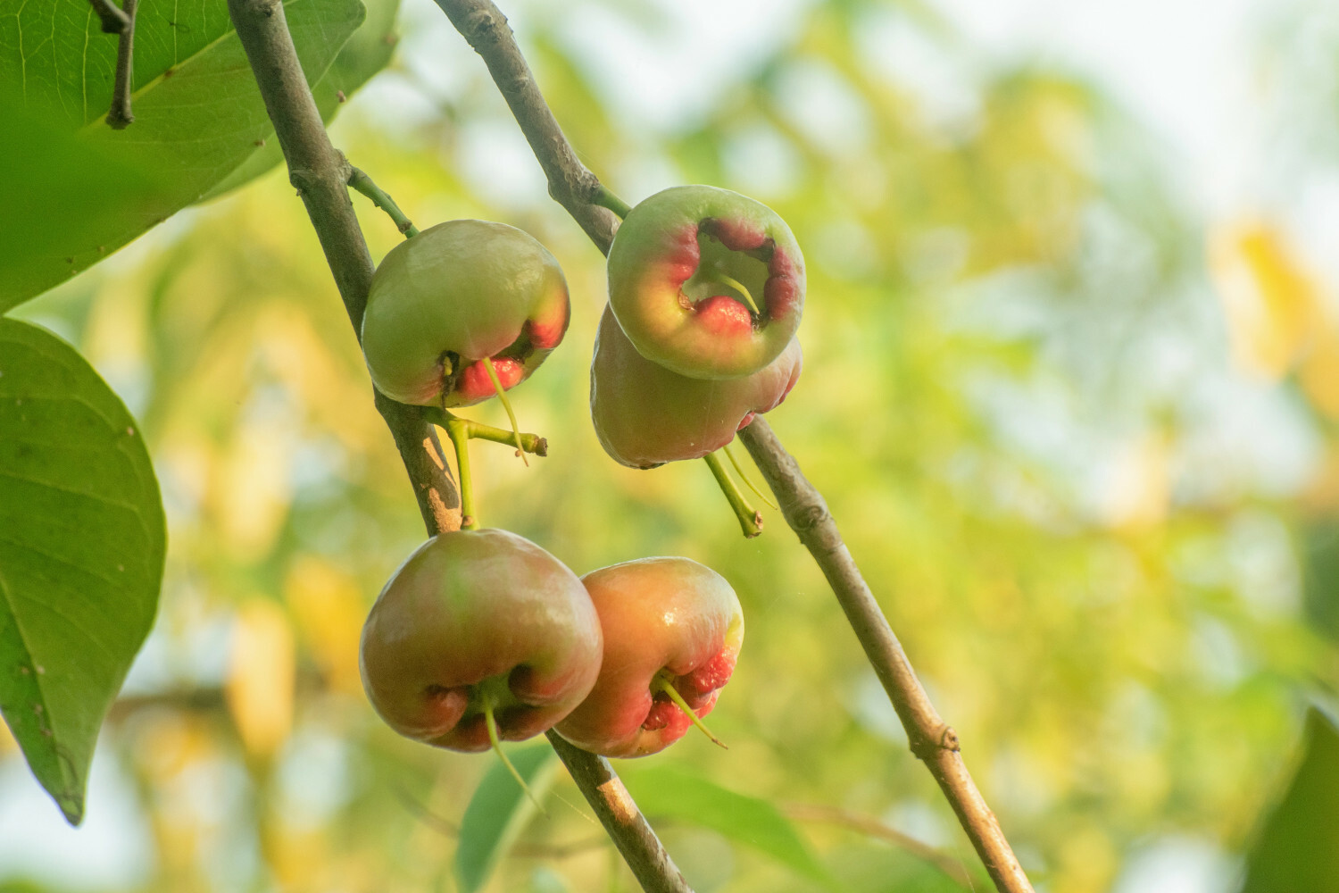 Syzygium samarangense, jabłko wodne