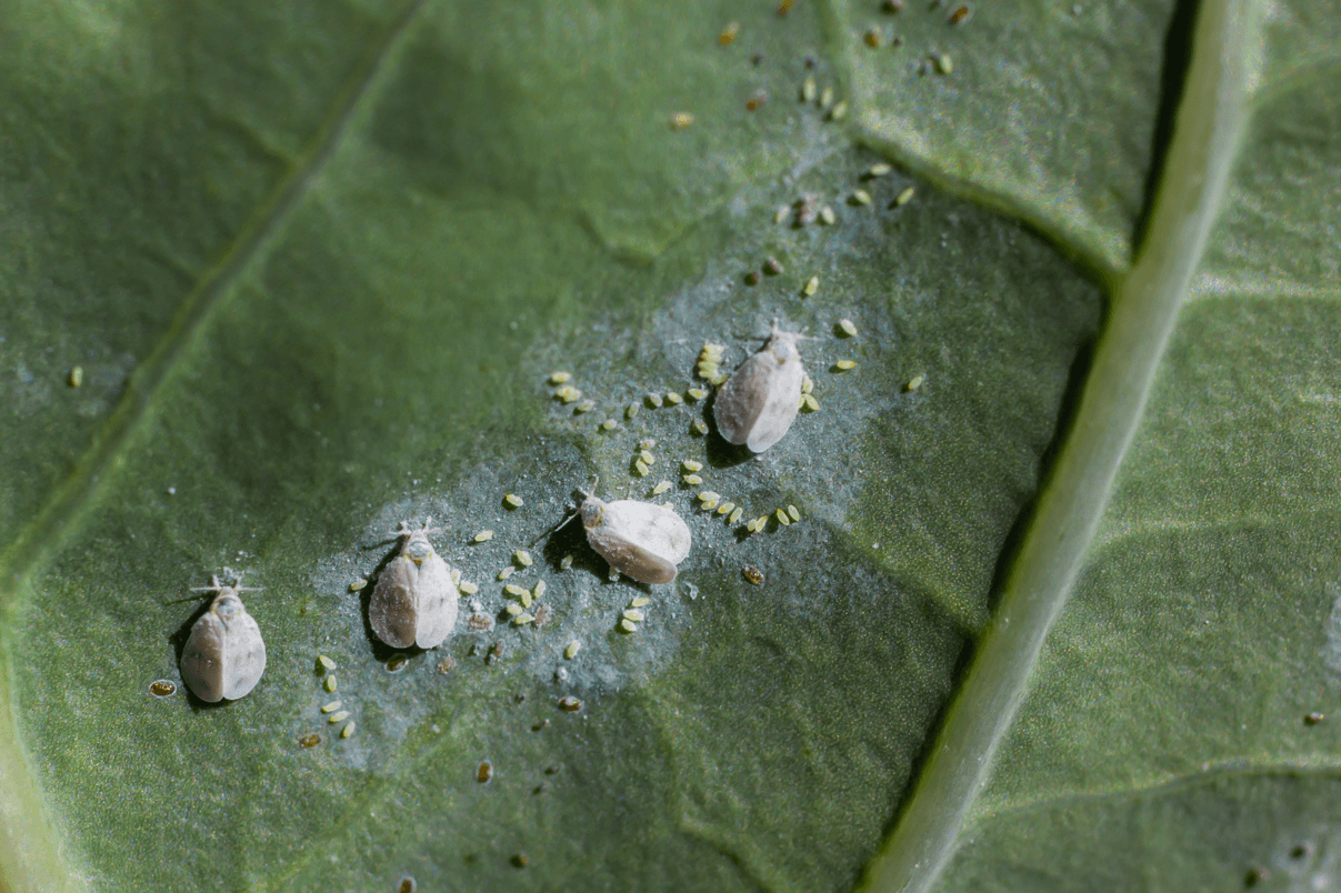 szkodniki, owady mączliki