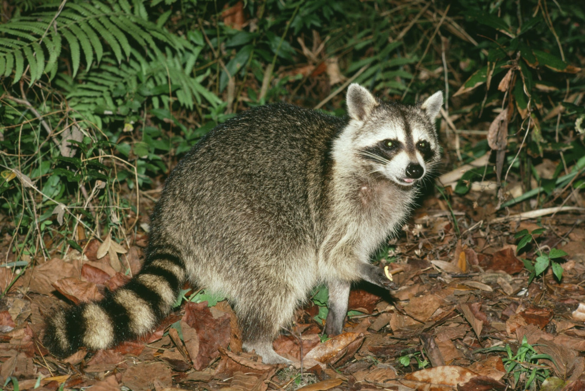 szop pracz to niebezpieczny drapieżnik
