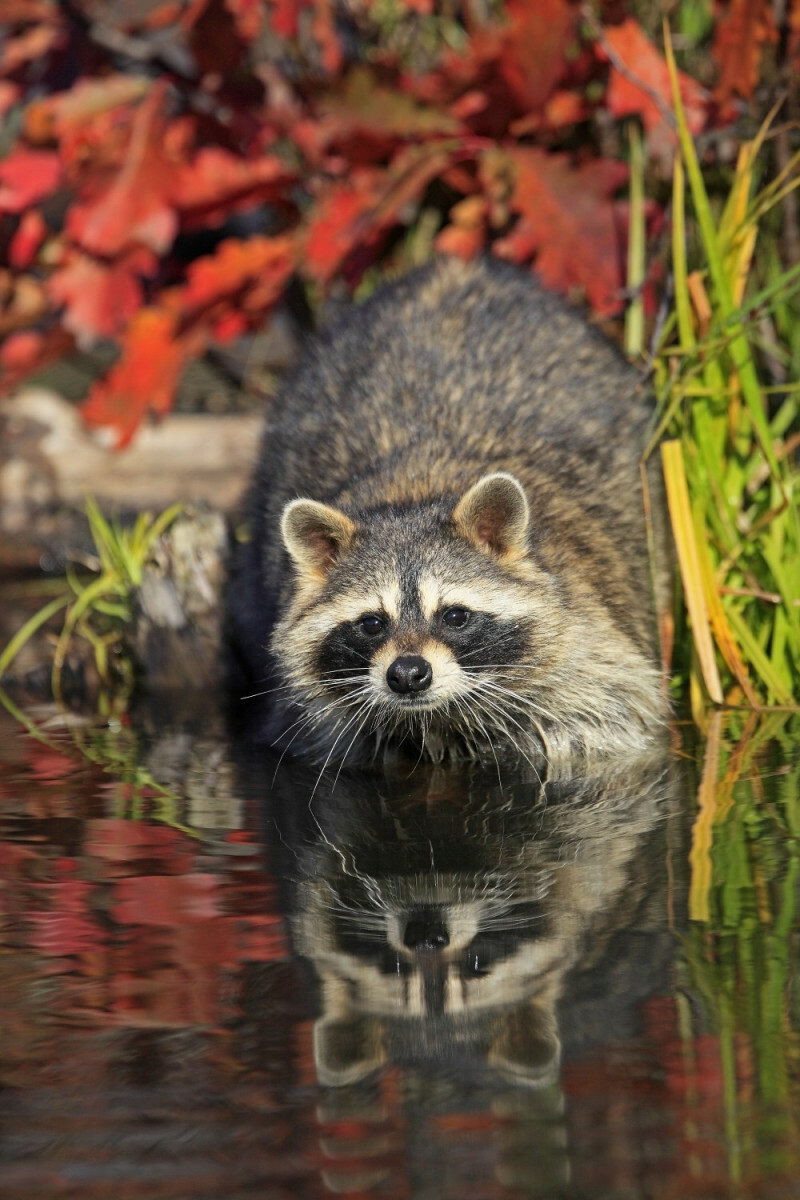 szop pracz w Polsce - szkodnik i gatunek inwazyjny