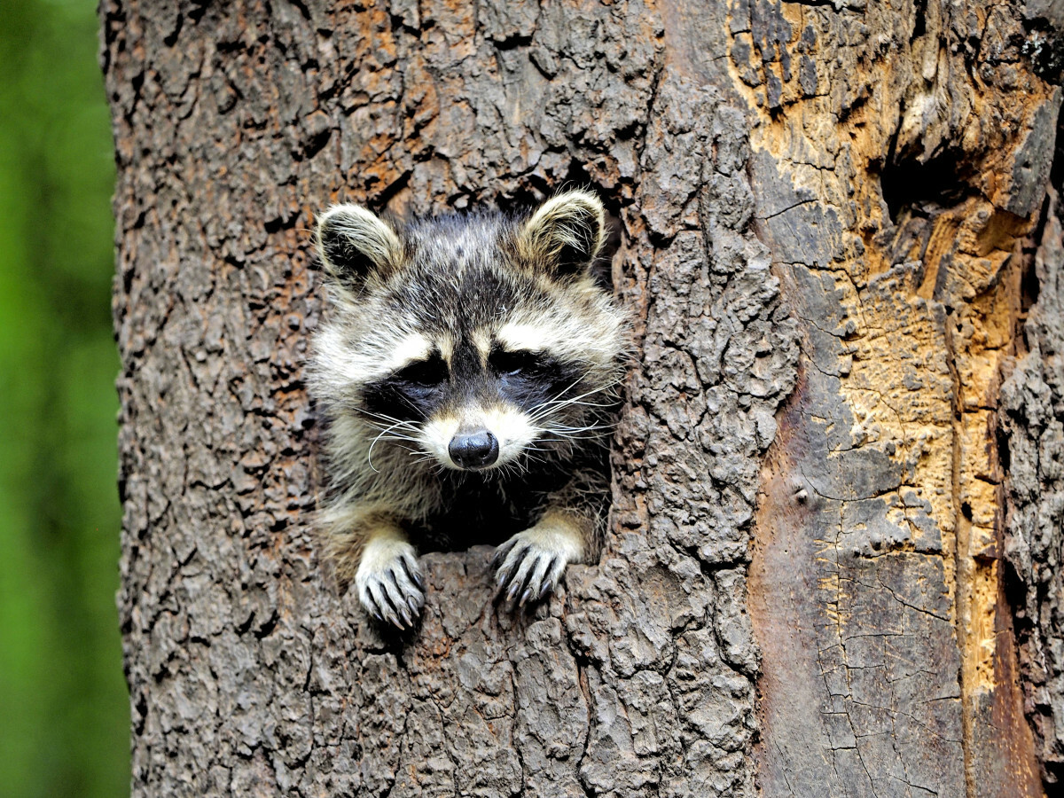 szop pracz wyjada jaja i ptaki z gniazd