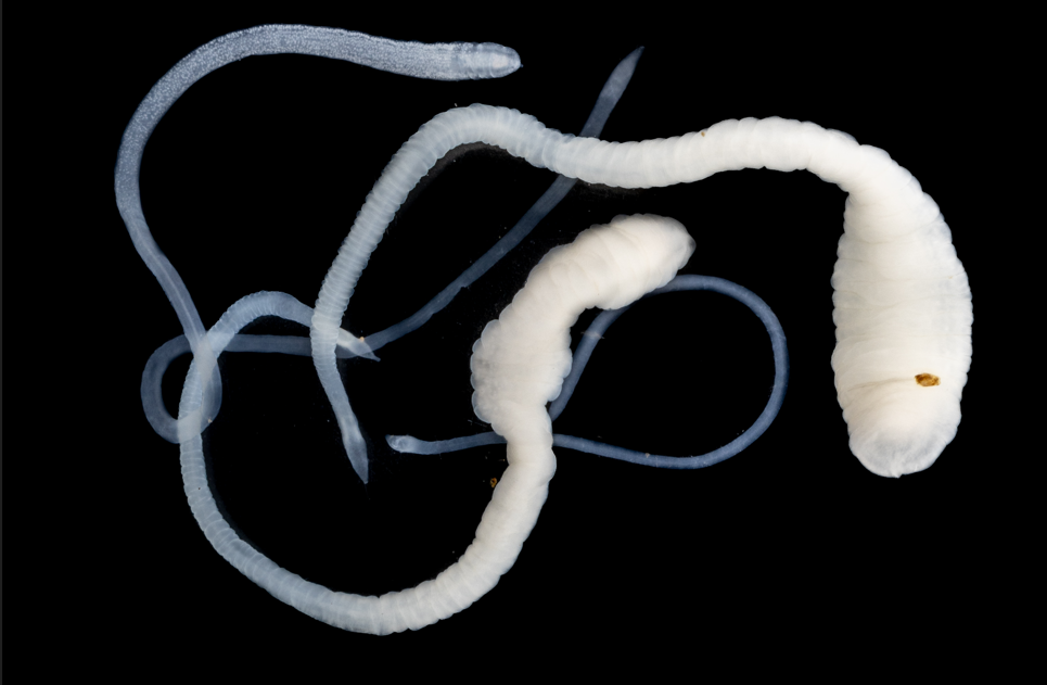 tasiemiec Caryophyllidea