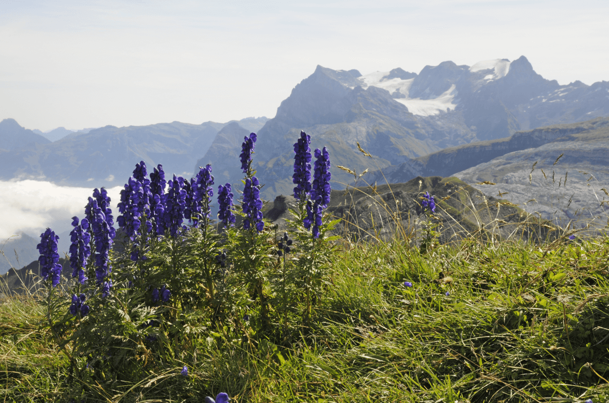 tojad mocny Aconitum napellus