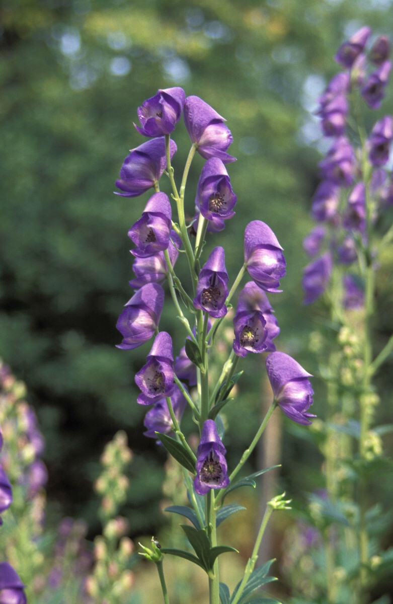 tojad mocny, ostrzeżenie, trująca roślina