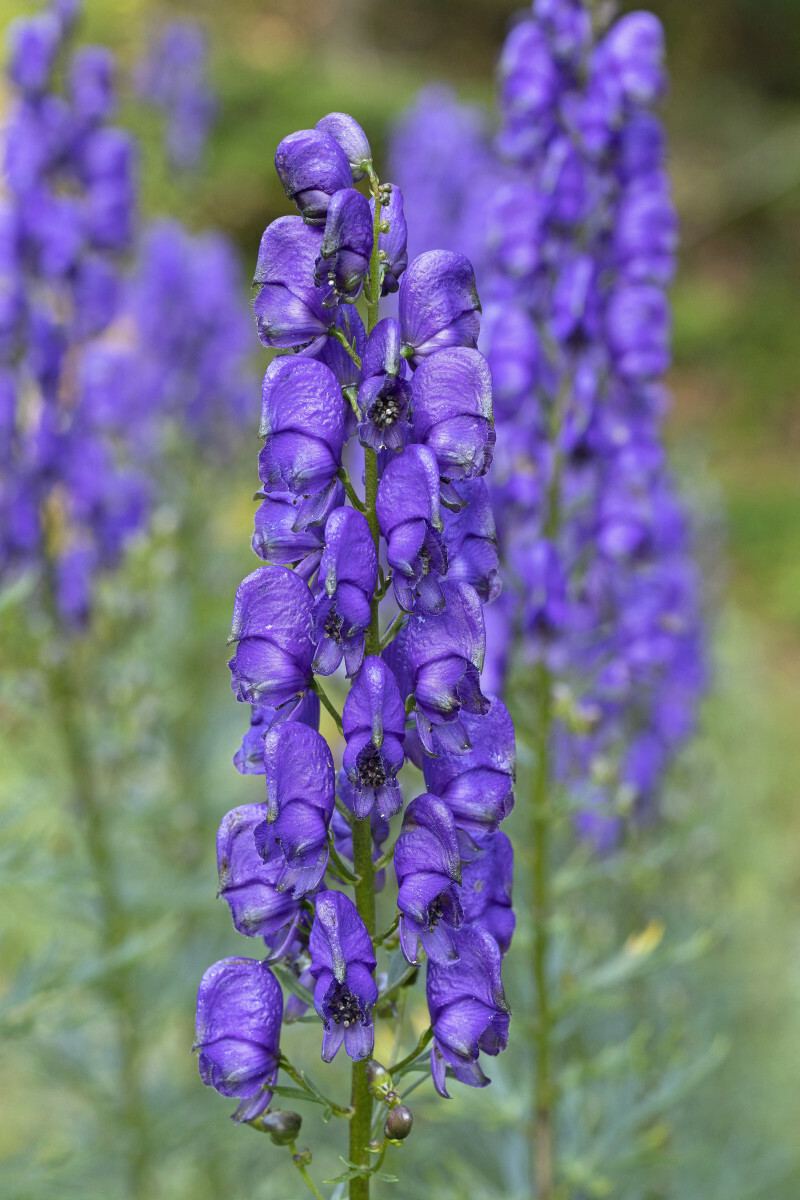 tojad mocny, trująca roślina w Polsce