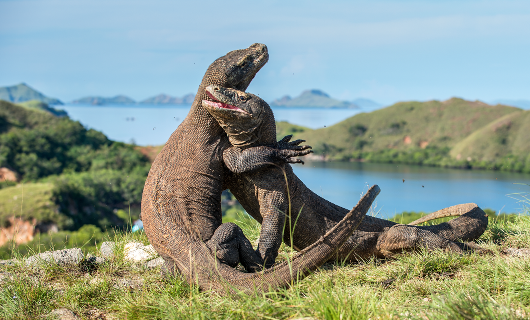 warany z Komodo