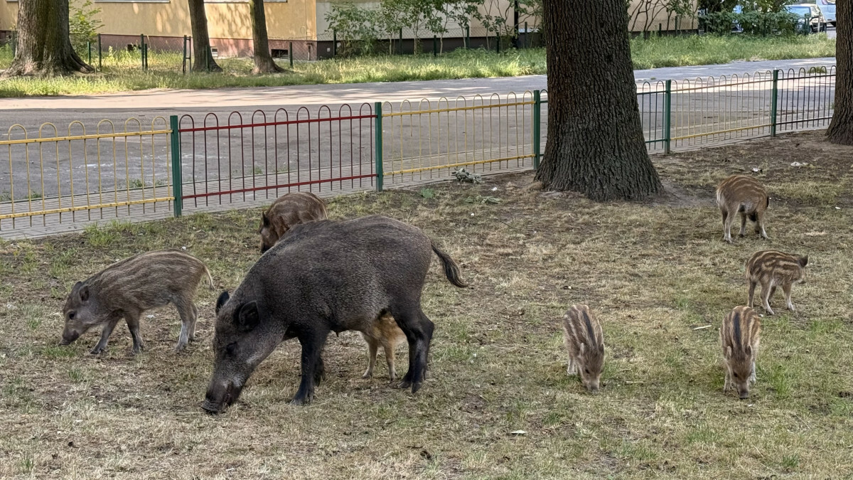 Warszawa, dziki w mieście