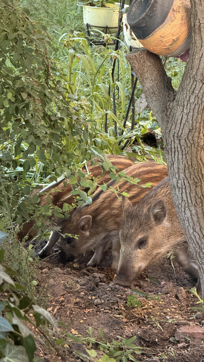 Warszawa, problem z dzikami na Bielanach