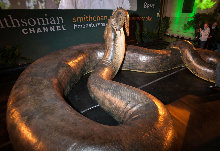 wąż titanoboa w National Museum of Natural History
