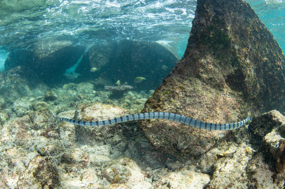 wąż wiosłogon żmijowaty Laticauda colubrina
