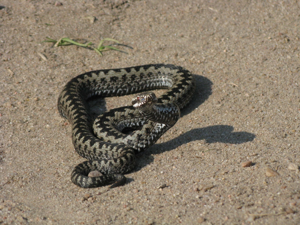 wąż żmija zygzakowata vipera berus