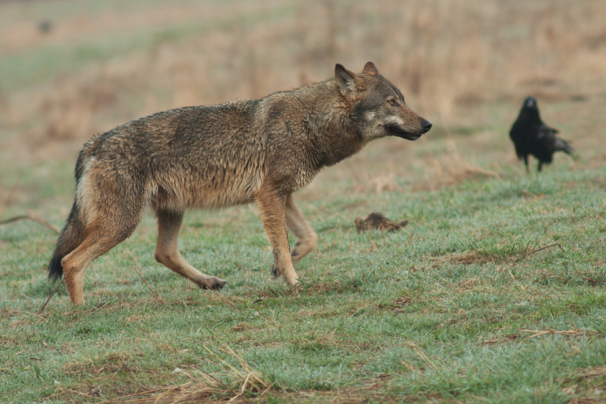 wilk w Bieszczadach