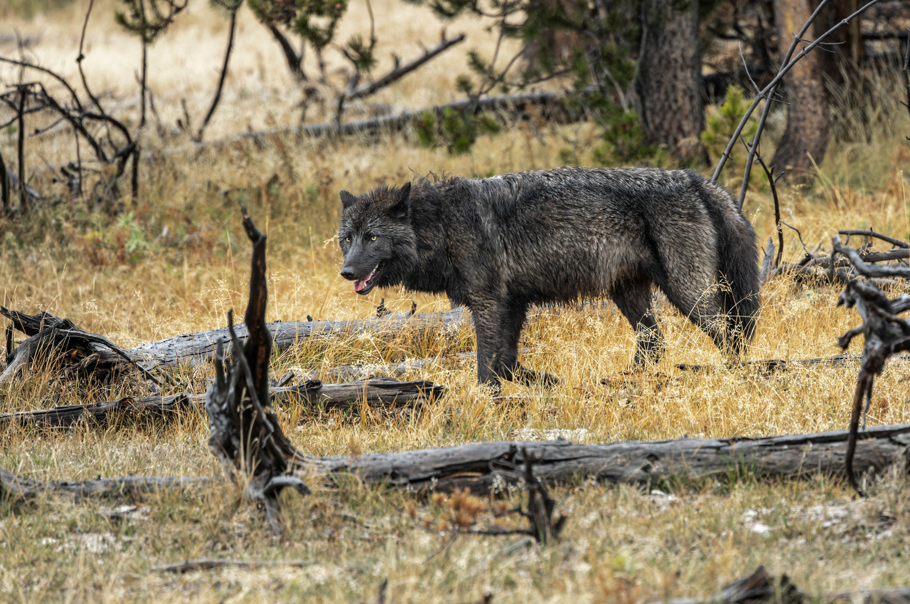 wilk w Yellowstone National Park