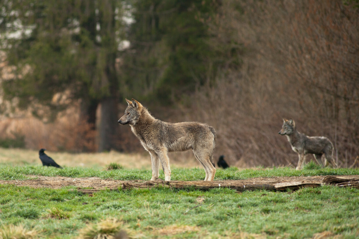 wilki w Bieszczadach, spotkanie z wilkiem
