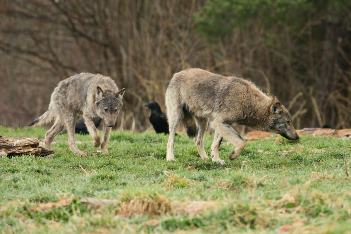 wilki w Bieszczadach